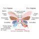Матрас Rose двусторонний Butterfly MATROLUXE MTR-RS2S90200 фото 3
